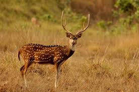 deer baby name